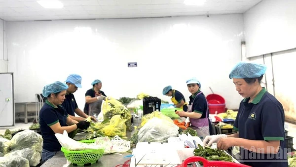 Mười tháng qua, có 1.534 doanh nghiệp thành lập mới thuộc khu vực nông, lâm nghiệp và thủy sản. (Ảnh: HNV)