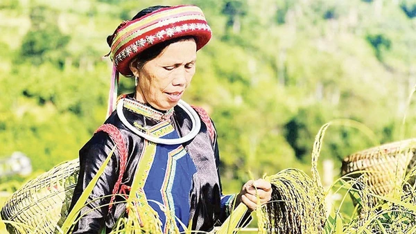 Đồng bào Dao thôn Phiêng Phàng, xã Cao Minh thu hoạch lúa Nếp Tài. (Ảnh MA NINH)