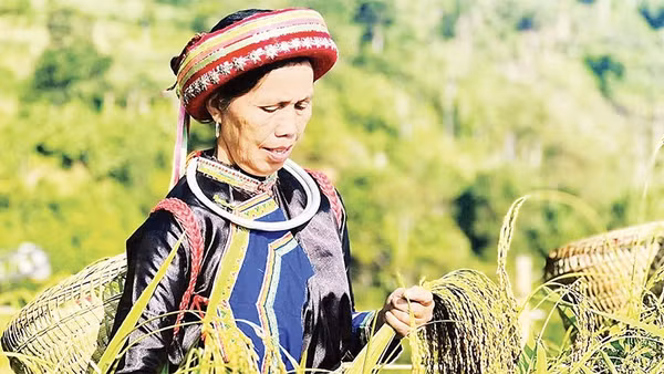 Đồng bào Dao thôn Phiêng Phàng, xã Cao Minh thu hoạch lúa Nếp Tài. (Ảnh MA NINH)