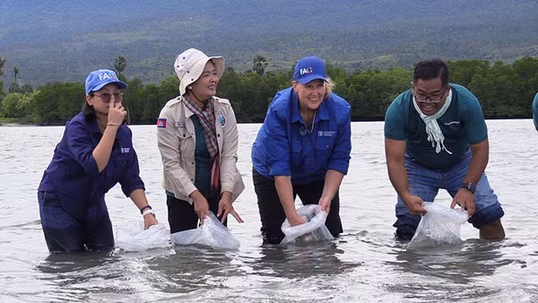 Đại diện các cơ quan chức năng Campuchia phối hợp FAO thả cua giống tại vùng nước ven biển (Ảnh: Khmer Times)