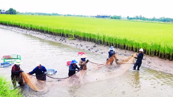 Mô hình lúa hữu cơ, kết hợp nuôi tôm càng xanh xã Long Hòa, tỉnh Vĩnh Long.
