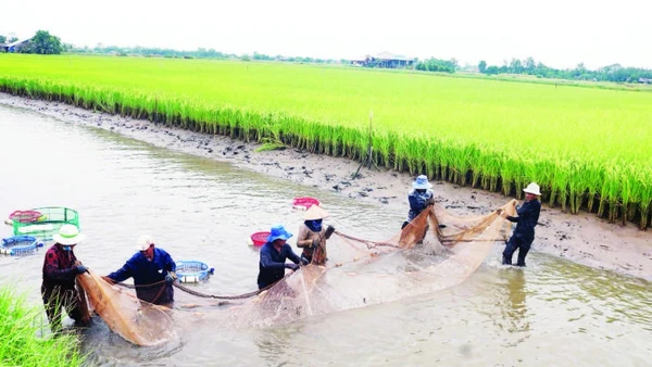 Mô hình lúa hữu cơ, kết hợp nuôi tôm càng xanh xã Long Hòa, tỉnh Vĩnh Long.