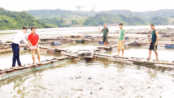 Tận dụng mặt hồ sông Đà, các hộ dân vùng lòng hồ sông Đà ở Sơn La đã nuôi các loại cá lăng, diêu hồng, rô phi, trắm, chép..., tạo nguồn thu nhập ổn định từ nghề nuôi cá lồng.