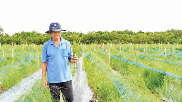 Vùng trồng măng tây của xã viên Hợp tác xã hành tím Vĩnh Châu ở xã Vĩnh Hải, thành phố Cần Thơ.