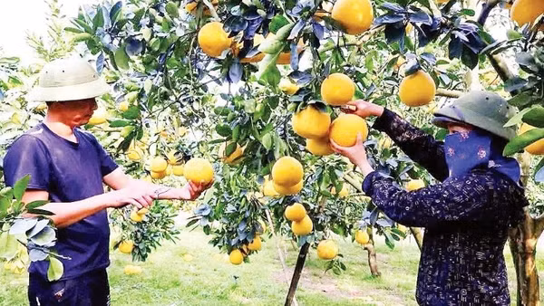 Việc áp dụng khoa học kỹ thuật vào sản xuất đã mang lại hiệu quả kinh tế cao cho nông dân trồng bưởi tại tỉnh Phú Thọ.