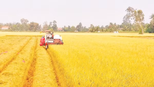 Sản xuất lúa chất lượng cao, phát thải thấp đang từng bước trở thành hướng đi chủ đạo, gắn với liên kết tiêu thụ, xây dựng thương hiệu và nâng cao giá trị hạt gạo Tây Ninh.