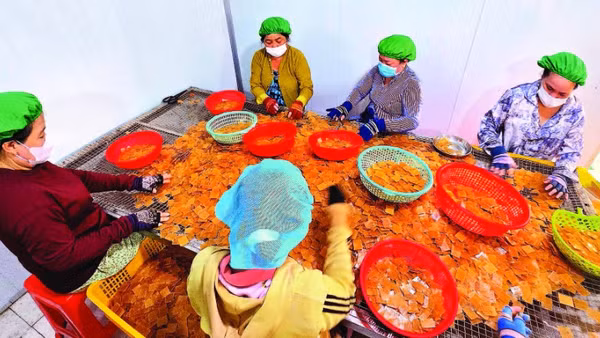 Sự chuyển mình của làng nghề thể hiện qua những dây chuyền khép kín, hiện đại tại Công ty Vĩnh Tài. Mỗi ngày, đơn vị này cung ứng ra thị trường hơn một tấn bánh thành phẩm.