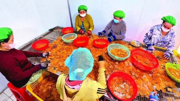 Sự chuyển mình của làng nghề thể hiện qua những dây chuyền khép kín, hiện đại tại Công ty Vĩnh Tài. Mỗi ngày, đơn vị này cung ứng ra thị trường hơn một tấn bánh thành phẩm.