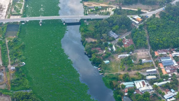 Sông Vàm Cỏ Đông đoạn qua xã Hảo Đước, Ninh Điền, Long Chữ, Long Thuận... đang phải oằn mình chống chọi với tình trạng ô nhiễm vào cao điểm mùa khô kéo dài suốt gần một thập niên.