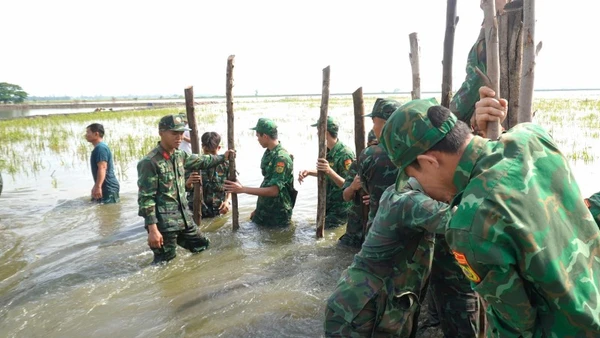 Cán bộ, chiến sĩ dân quân thường trực, công an, biên phòng hỗ trợ người dân gia cố đê bao bảo vệ lúa.