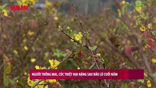 [Video] Người trồng mai, cúc thiệt hại nặng sau bão lũ cuối năm