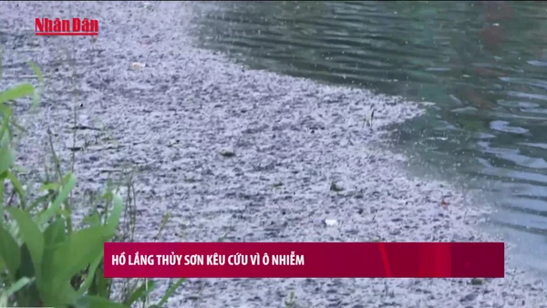[Video] Hồ lắng Thủy Sơn kêu cứu vì ô nhiễm