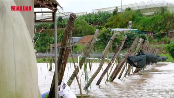 [Video] Mưa lũ gây thiệt hại nặng cho vựa rau lớn nhất Lâm Đồng