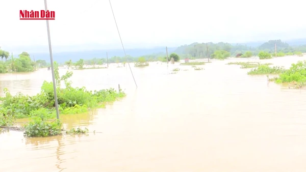 [Video] Hoàn thành công bố thiết kế mẫu nhà chống bão, lụt trước ngày 10/12