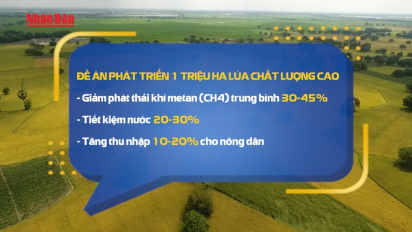 [Video] Thí điểm 15 mô hình trồng lúa, mía bán tín chỉ carbon đến 2035