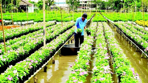 Chăm sóc hoa tại Tổ hợp tác hoa kiểng khóm Tân An.