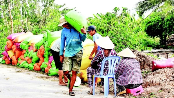 Thông qua các hợp tác xã, thương lái vào tận nơi thu mua, bao tiêu toàn bộ đầu ra lúa phát thải thấp với giá cao hơn thị trường khoảng 200 đồng/kg.