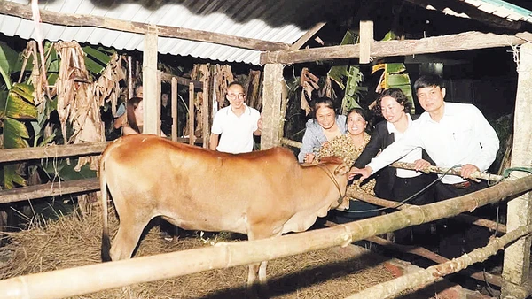 Trao bò, trao sinh kế để giúp người dân vươn lên thoát nghèo bền vững tại xã Đăk Hà, tỉnh Quảng Ngãi.