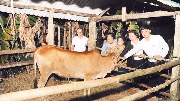 Trao bò, trao sinh kế để giúp người dân vươn lên thoát nghèo bền vững tại xã Đăk Hà, tỉnh Quảng Ngãi.