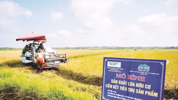 Thu hoạch lúa hữu cơ liên kết sản xuất giữa Sepon Group và nông dân Quảng Trị.