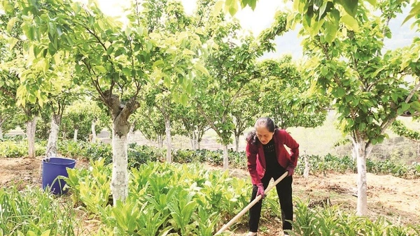 Chị Trương Thị Sến chăm sóc vườn rau dưới tán cây ăn quả.