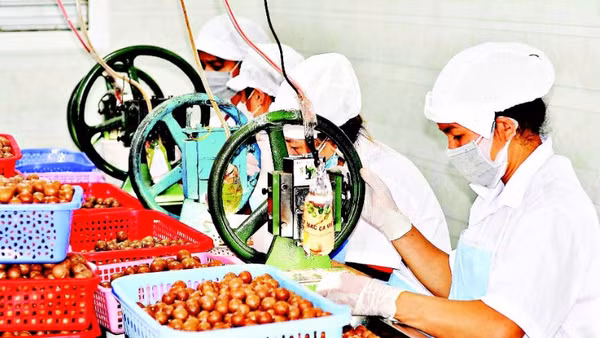 Lâm Đồng hướng đến sản xuất mắc-ca chất lượng cao đáp ứng thị trường trong nước và xuất khẩu.