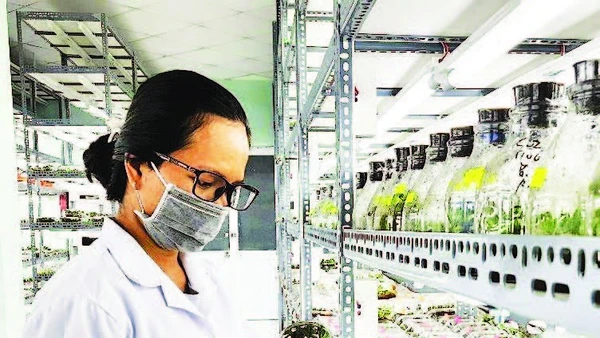 Nhân giống hoa lan trong ống nghiệm tại Khu Nông nghiệp công nghệ cao Thành phố Hồ Chí Minh.