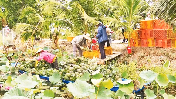 Thu hoạch khóm MD2 tại xã Phương Bình, thành phố Cần Thơ.