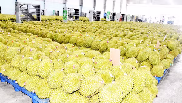 Một công ty thu mua sầu riêng xuất khẩu trên địa bàn xã Ngũ Hiệp, tỉnh Đồng Tháp.