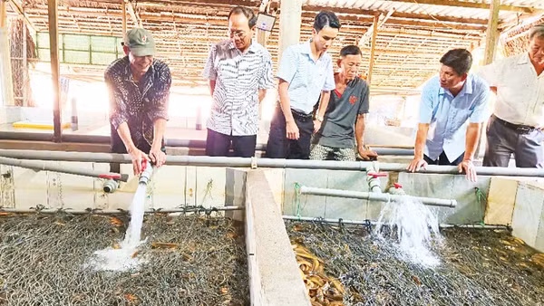Hội Nông dân thành phố Cần Thơ và Ủy ban nhân dân xã Vị Thủy khảo sát tại hộ nuôi lươn ở Ấp 6.