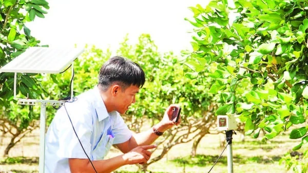 Ngành nông nghiệp Cần Thơ đưa ra nhiều khuyến cáo kỹ thuật đối với từng nhóm cây trồng.