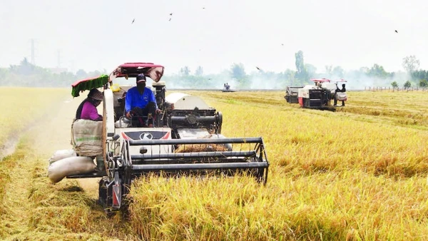 Nông dân xã Mỹ Thành, tỉnh Đồng Tháp thu hoạch lúa đông xuân 2025-2026.