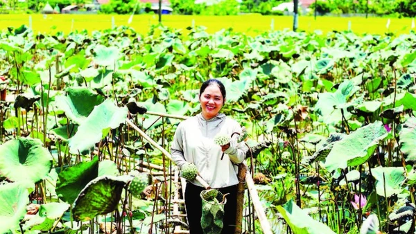 Chị Đỗ Thị Mỹ Hạnh bên ao sen của mình.