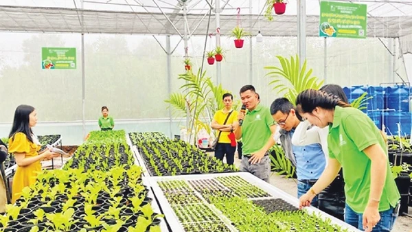 Mô hình rau sạch của Hợp tác xã dịch vụ nông nghiệp Thủy canh Huế.