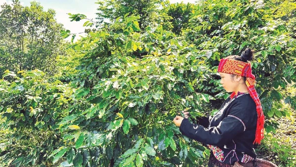 Thu hoạch cà-phê từ những vườn cà-phê xen cây rừng tại xã Hướng Phùng, tỉnh Quảng Trị.