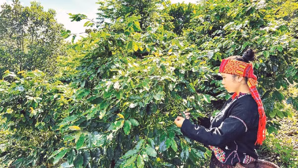 Thu hoạch cà-phê từ những vườn cà-phê xen cây rừng tại xã Hướng Phùng, tỉnh Quảng Trị.