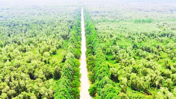 Một góc Khu bảo tồn thiên nhiên Lung Ngọc Hoàng, thành phố Cần Thơ nhìn từ trên cao.