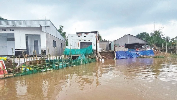 Sạt lở nhấn chìm nhiều nhà dân xuống sông Hậu.