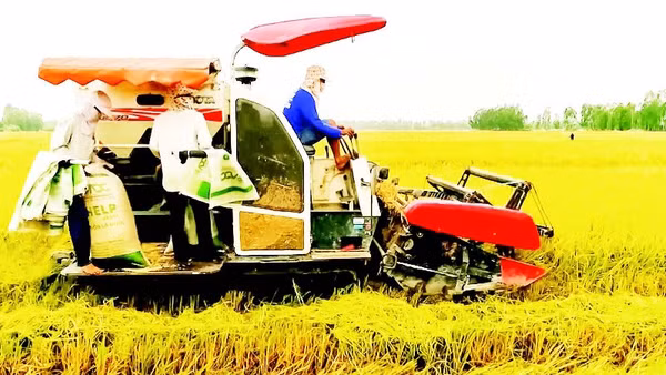 Nhu cầu vay vốn sản xuất, kinh doanh lúa gạo cao nhưng khó tiếp cận. Trong ảnh: Nông dân thành phố Cần Thơ thu hoạch lúa chất lượng cao.