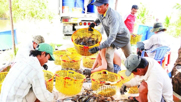 Nông dân Vĩnh Bình, tỉnh An Giang thu hoạch tôm càng xanh bán cho thương lái.