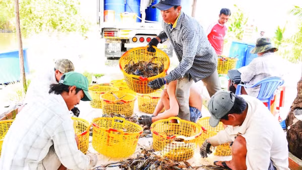 Nông dân Vĩnh Bình, tỉnh An Giang thu hoạch tôm càng xanh bán cho thương lái.
