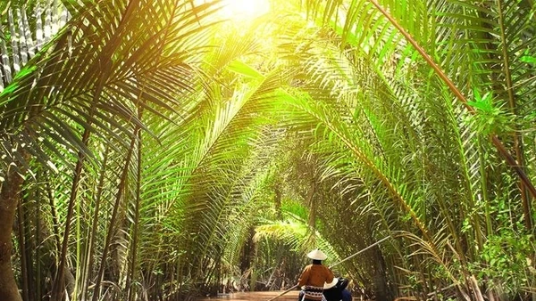 Những con đường thủy xanh mướt bóng dừa. 