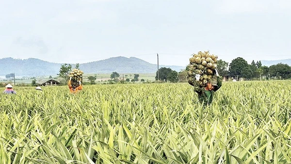 Vùng nguyên liệu dứa Đồng Giao tại Ninh Bình, nơi tạo sinh kế bền vững cho hàng chục nghìn hộ dân. (Ảnh NGUYỄN LỰU)