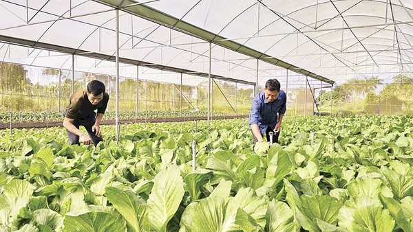 Mô hình trồng rau sạch, an toàn trong nhà lưới của gia đình anh Vũ Văn Dũng, thôn Quảng Chính 1, xã Quảng Hà.