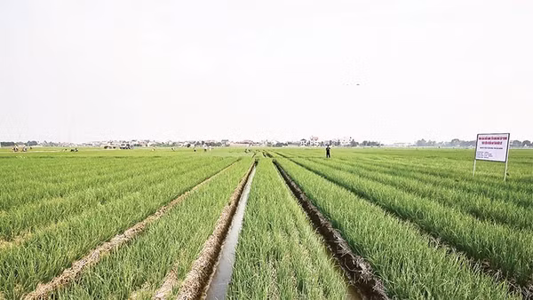 Cánh đồng trồng hành ở xã Nam An Phụ (Hải Phòng) cho thu nhập cao.