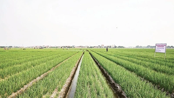 Cánh đồng trồng hành ở xã Nam An Phụ (Hải Phòng) cho thu nhập cao.