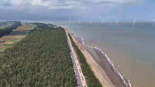 Hàng rào phi lao dài hàng chục km là giải pháp "phi công trình" rất hiệu quả, giúp che chắn hoa màu và nhà cửa của người dân vùng Duyên Hải.