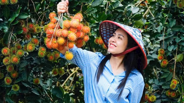 Phường Bình Lộc được xem là “thủ phủ” trái cây của thành phố Đồng Nai, với các loại chôm chôm, sầu riêng ngon nức tiếng ở khu vực phía nam.