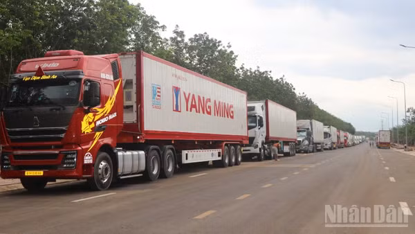 Hàng đoàn xe container chở sầu riêng đến khu vực gần bến xe Dầu Giây đợi lấy mẫu kiểm định.