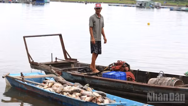 Ông Lê Văn Quyết một trong 16 hộ dân có cá tại các lồng bị chết, xót xa nhìn chiếc ghe đầy ắp cá đưa vào bờ.